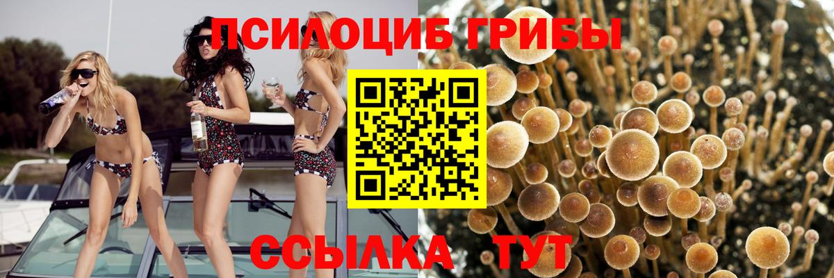 Псилоцибиновые грибы GOLDEN TEACHER  Псилоцибиновые грибы Psilocybine cubensis  Тольятти  Вход с VPN 